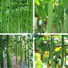 Short Loofah Organic 30 Seeds