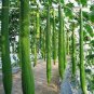 Short Loofah Organic 30 Seeds