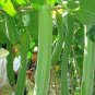 Short Loofah Organic 30 Seeds