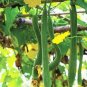 Short Loofah Organic 30 Seeds