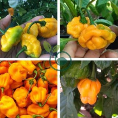Scotch Bonnet Red (Yellow) Hot Pepper Vegetable 30 Seeds