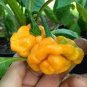 Scotch Bonnet Red (Yellow) Hot Pepper Vegetable 30 Seeds