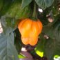 Scotch Bonnet Red (Yellow) Hot Pepper Vegetable 30 Seeds