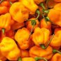 Scotch Bonnet Red (Yellow) Hot Pepper Vegetable 30 Seeds