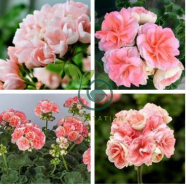 Geranium Peach Pink Light Color Ball-types 20 Seeds