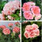 Geranium Peach Pink Light Color Ball-types 20 Seeds
