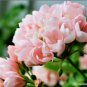 Geranium Peach Pink Light Color Ball-types 20 Seeds