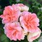 Geranium Peach Pink Light Color Ball-types 20 Seeds