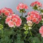 Geranium Peach Pink Light Color Ball-types 20 Seeds
