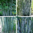 Heirloom Clumping Bamboo 60 Seeds