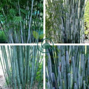 Heirloom Clumping Bamboo 60 Seeds