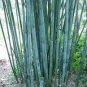 Heirloom Clumping Bamboo 60 Seeds