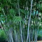 Heirloom Clumping Bamboo 60 Seeds