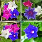 Mixed Kikyo-zaki Morning Glory 100 Seeds