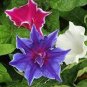 Mixed Kikyo-zaki Morning Glory 100 Seeds