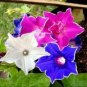 Mixed Kikyo-zaki Morning Glory 100 Seeds