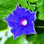 Mixed Kikyo-zaki Morning Glory 100 Seeds