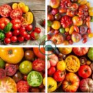 Tomato Giant 36 Types of Vegetable Fruits 200 Seeds