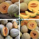 Korea Sweet Melon Seeds Very Delicious Hami Melon Muskmelon 20 Seeds