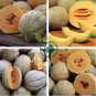 Korea Sweet Melon Seeds Very Delicious Hami Melon Muskmelon 20 Seeds