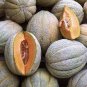 Korea Sweet Melon Seeds Very Delicious Hami Melon Muskmelon 20 Seeds