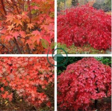 Rare Red Japanese Maple 120 Seeds