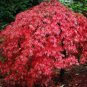 Rare Red Japanese Maple 120 Seeds