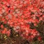 Rare Red Japanese Maple 120 Seeds
