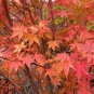 Rare Red Japanese Maple 120 Seeds