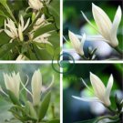 Michelia Alba Flower Seeds White Flowers 40 Seeds