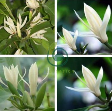 Michelia Alba Flower Seeds White Flowers 40 Seeds
