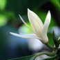 Michelia Alba Flower Seeds White Flowers 40 Seeds