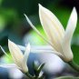 Michelia Alba Flower Seeds White Flowers 40 Seeds
