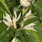 Michelia Alba Flower Seeds White Flowers 40 Seeds