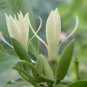 Michelia Alba Flower Seeds White Flowers 40 Seeds