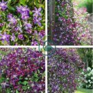 Clematis Seeds Purple Flowers with Light Green Centre Flowers 100 Seeds