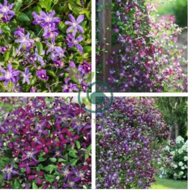 Clematis Seeds Purple Flowers with Light Green Centre Flowers 100 Seeds