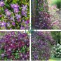 Clematis Seeds Purple Flowers with Light Green Centre Flowers 100 Seeds
