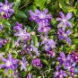 Clematis Seeds Purple Flowers with Light Green Centre Flowers 100 Seeds