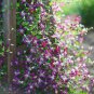Clematis Seeds Purple Flowers with Light Green Centre Flowers 100 Seeds