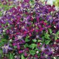 Clematis Seeds Purple Flowers with Light Green Centre Flowers 100 Seeds