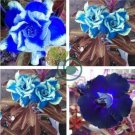 Adenium Seeds Dark Blue Single Flowers Hybrid 10 Seeds