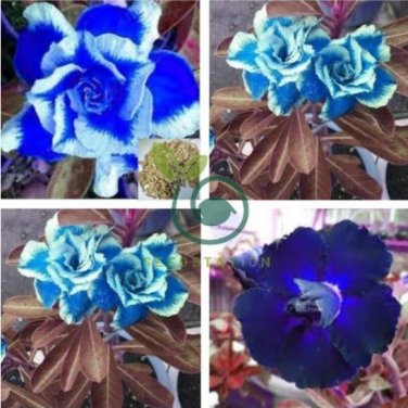 Adenium Seeds Dark Blue Single Flowers Hybrid 10 Seeds