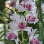 Orchid Cymbidium 200 Seeds