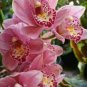 Orchid Cymbidium 200 Seeds