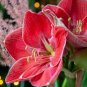 Amaryllis Bulbs Black Red Golden Trible Color 4 Seeds