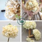 Champagne Hydrangea Seeds Ice Cream Light Orange Flowers 40 Seeds