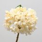 Champagne Hydrangea Seeds Ice Cream Light Orange Flowers 40 Seeds