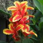 Canna Lily Flore Outdoor Indoor 400 Seeds