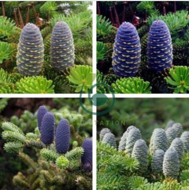 Korean Fir Tree Seeds Abies Koreana 60 Seeds